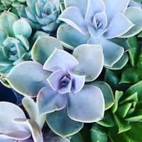 a group of succulents in a pot
